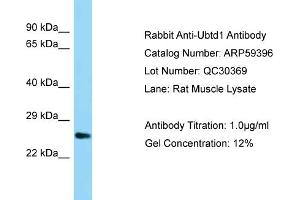 Western Blotting (WB) image for anti-Ubiquitin Domain Containing 1 (UBTD1) (C-Term) antibody (ABIN971974) (UBTD1 Antikörper  (C-Term))