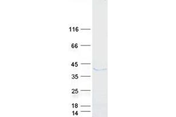 ERLIN1 Protein (Myc-DYKDDDDK Tag)