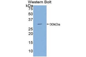 Western Blotting (WB) image for anti-DAG Kinase gamma (AA 287-524) antibody (ABIN1858631) (DGKG Antikörper  (AA 287-524))
