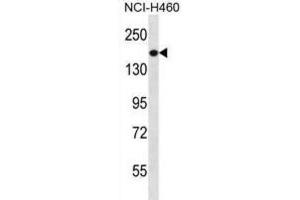 Western Blotting (WB) image for anti-Phosphatidylinositol-3,4,5-Trisphosphate-Dependent Rac Exchange Factor 1 (PREX1) antibody (ABIN2996829) (PREX1 Antikörper)