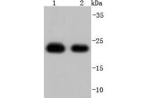 Lane 1: Hela, Lane 2: A431 lysate probed with Peroxiredoxin 1 (7A1) Monoclonal Antibody, Unconjugated  at 1:1000 overnight at 4˚C. (Peroxiredoxin 1 Antikörper)