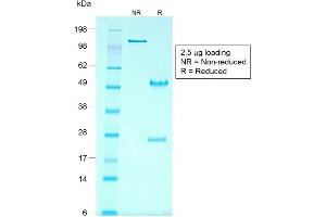 SDS-PAGE Analysis of Purified GPC3 Mouse Recombinant Monoclonal Antibody ABIN6383809. (Rekombinanter Glypican 3 Antikörper)