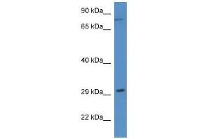 Western Blot showing Rad21 antibody used at a concentration of 1. (RAD21 Antikörper  (N-Term))