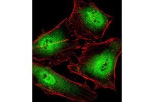 Fluorescent image of Hela cells stained with POLR2C Antibody (C-term) B. (POLR2C Antikörper  (C-Term))