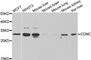 Western blot analysis of extracts of various cell lines, using CCNC antibody. (Cyclin C Antikörper)