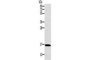 Western Blotting (WB) image for anti-Synuclein, gamma (Breast Cancer-Specific Protein 1) (SNCG) antibody (ABIN2421057) (SNCG Antikörper)