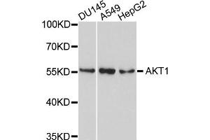 Western blot analysis of extracts of various cells, using AKT1 antibody. (AKT1 Antikörper)