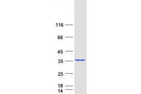 GPN2 Protein (Myc-DYKDDDDK Tag)