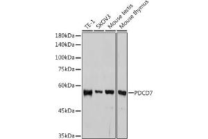 Western blot analysis of extracts of various cell lines, using PDCD7 antibody (ABIN3022039, ABIN3022040, ABIN3022041, ABIN1513274 and ABIN1514421) at 1:1000 dilution. (PDCD7 Antikörper)