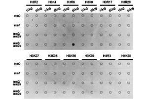 Western Blotting (WB) image for anti-Histone 3 (H3) (H3R8me2s) antibody (ABIN1873010) (Histone 3 Antikörper  (H3R8me2s))