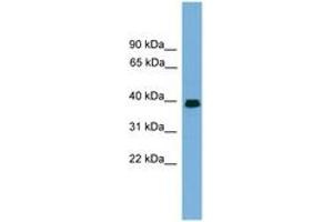 Image no. 1 for anti-Angiopoietin-Like 7 (ANGPTL7) (AA 107-156) antibody (ABIN6746308) (ANGPTL7 Antikörper  (AA 107-156))