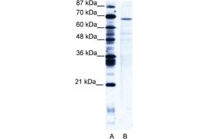 Western Blotting (WB) image for anti-PC4 and SFRS1 Interacting Protein 1 (PSIP1) antibody (ABIN2461014) (PSIP1 Antikörper)