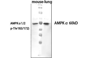 Western Blot analysis of mouse lung cells using primary antibody diluted at 1:1000 (4 °C overnight). (PRKAA1/PRKAA2 Antikörper  (pThr172, pThr183))