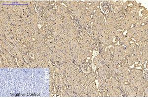 Immunohistochemical analysis of paraffin-embedded rat kidney tissue. (alpha-SMA Antikörper)