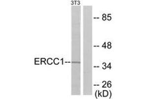 Western Blotting (WB) image for anti-Excision Repair Cross Complementing Polypeptide-1 (ERCC1) (AA 141-190) antibody (ABIN2889192) (ERCC1 Antikörper  (AA 141-190))
