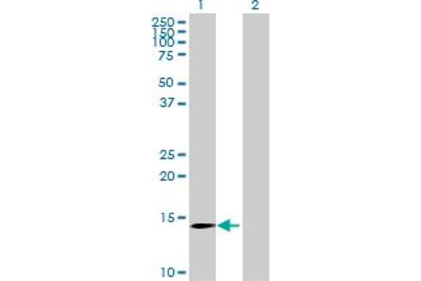 CLDND2 Antikörper  (AA 1-167)