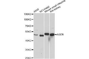 Western blot analysis of extracts of various cell lines, using AGER antibody (ABIN5970649) at 1/1000 dilution. (RAGE Antikörper)