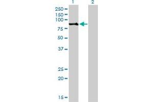 Western Blotting (WB) image for anti-Ribosomal Protein S6 Kinase, 90kDa, Polypeptide 2 (RPS6KA2) (AA 631-733) antibody (ABIN562719)