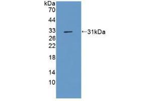 Western blot analysis of recombinant Rat CFLAR. (FLIP Antikörper  (AA 43-281))