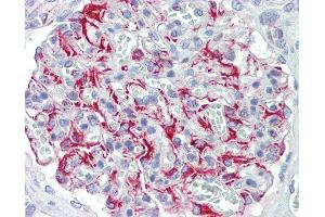 Anti-FGF11 / FGF-11 antibody IHC staining of human kidney. (FGF11 Antikörper  (AA 1-30))