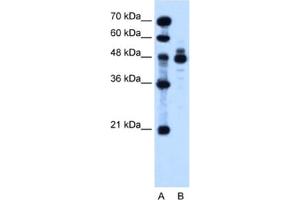 Western Blotting (WB) image for anti-Indian Hedgehog (IHH) antibody (ABIN2462836) (Indian Hedgehog Antikörper)