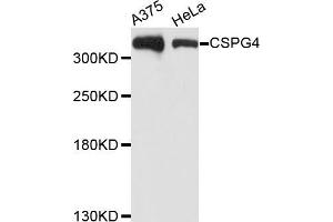 Western blot analysis of extracts of various cell lines, using CSPG4 antibody (ABIN5971860) at 1/1000 dilution. (NG2 Antikörper)