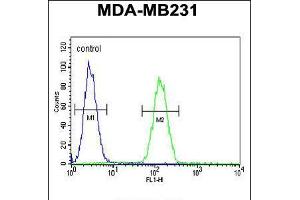 Flow cytometric analysis of MDA-MB231 cells (right histogram) compared to a negative control cell (left histogram). (Syntaxin 7 Antikörper  (N-Term))