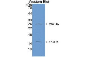 Western Blotting (WB) image for anti-Antigen Identified By Monoclonal Antibody Ki-67 (MKI67) (AA 2815-2928) antibody (ABIN1078250) (Ki-67 Antikörper  (AA 2815-2928))