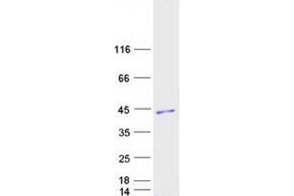 CNPY4 Protein (Myc-DYKDDDDK Tag)