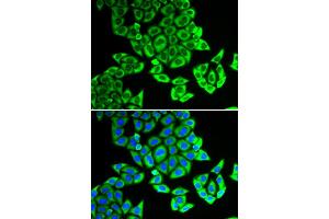 Immunofluorescence (IF) image for anti-Nucleolar Protein 3 (Apoptosis Repressor with CARD Domain) (NOL3) antibody (ABIN1980335) (NOL3 Antikörper)