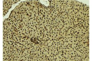 ABIN6277224 at 1/100 staining Mouse liver tissue by IHC-P. (Interleukin enhancer-binding factor 3 (ILF3) (Internal Region) Antikörper)