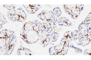 Human placenta: immunohistochemical staining for CD163. (CD163 Antikörper  (N-Term))