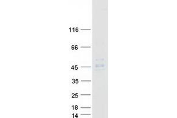 MR1 Protein (Myc-DYKDDDDK Tag)