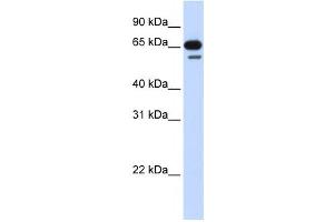 Western Blotting (WB) image for anti-R3H Domain Containing 2 (R3HDM2) antibody (ABIN2459852) (R3HDM2 Antikörper)