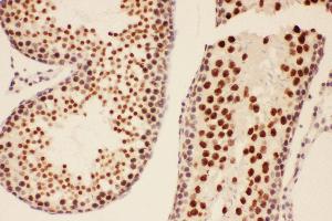 Anti-BRCA1 Picoband antibody,  IHC(P): Rat Testis Tissue (BRCA1 Antikörper  (AA 1661-1863))