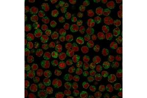 Immunofluorescence Analysis of PFA-fixed Raji cells labeling CD79a with CD79a Monoclonal Antibody (SPM549) followed by Goat anti-Mouse IgG-CF488 (Green). (CD79a Antikörper  (AA 202-216))