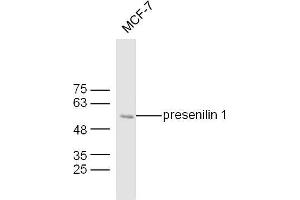 MCF7 lysates probed with Mouse Anti-presenilin 1 Polyclonal Antibody, Unconjugated  at 1:300 overnight at 4˚C. (Presenilin 1 Antikörper  (AA 299-350))