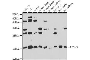 Western blot analysis of extracts of various cell lines, using PFDN5 Rabbit mAb (ABIN1682853, ABIN3018535, ABIN3018536 and ABIN7101624) at 1:1000 dilution. (PFDN5 Antikörper)