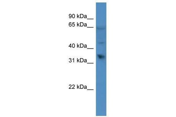 OR1D2 Antikörper  (C-Term)