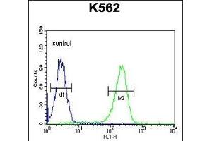 CXCR3 Antibody (Center) (ABIN654129 and ABIN2844003) flow cytometric analysis of K562 cells (right histogram) compared to a negative control cell (left histogram). (CXCR3 Antikörper  (AA 140-167))