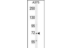 AL2SA Antibody (N-term) (ABIN654732 and ABIN2844420) western blot analysis in  cell line lysates (35 μg/lane). (ALS2CR11 Antikörper  (N-Term))