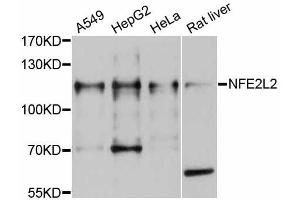 Western blot analysis of extracts of various cell lines, using NFE2L2 antibody (ABIN5998330) at 1/1000 dilution. (NRF2 Antikörper)