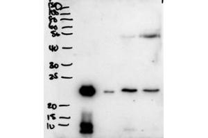 Western blot testing of secretions from human primary airway cells in culture (lanes 1 and 2), and in human bronchoalveolar lavage fluid (lanes 3 and 4) with PLUNC antibody at 2ug/ml. (BPIFA1 Antikörper)