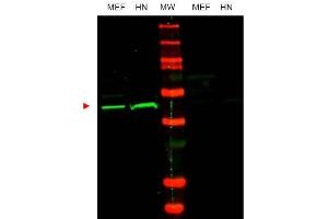 Image no. 1 for anti-POU Class 5 Homeobox 1 (POU5F1) (Internal Region) antibody (ABIN401447) (OCT4 Antikörper  (Internal Region))