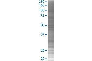 USP2 transfected lysate. (USP2 293T Cell Transient Overexpression Lysate(Denatured))