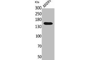 Western Blot analysis of AD293 cells using NTE Polyclonal Antibody. (PNPLA6 Antikörper  (Internal Region))