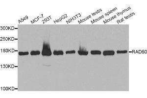 Western blot analysis of extracts of various cell lines, using RAD50 antibody (ABIN5971576) at 1/1000 dilution. (RAD50 Antikörper)