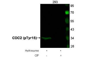 Western blot analysis of extracts from 293 cells, treated with Hydroxyurea or calf intestinal phosphatase (CIP), using CDC2 (Phospho-Tyr15) Antibody. (CDK1 Antikörper  (pTyr15))