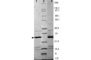 EBI-3 Human Recombinant Protein - SDS-PAGE. (EBI3 Protein)