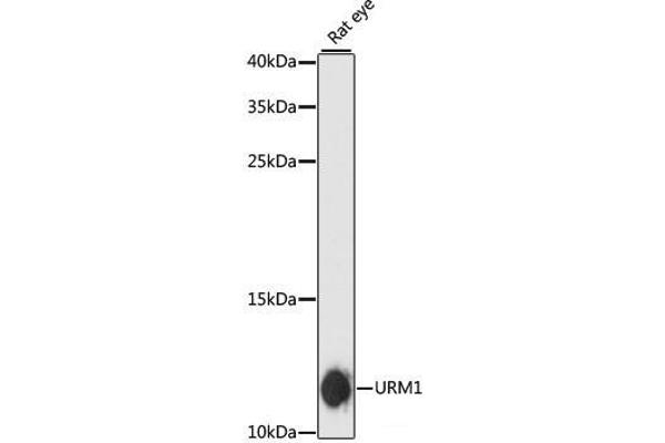 Urm1 Antikörper